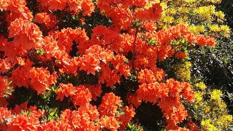 Orange Flowers